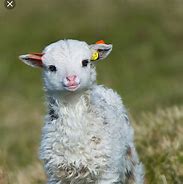 Image result for A Baby Llama