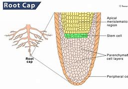 Image result for Lateral Root Cap