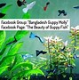 Image result for Guppy Colony