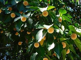 Image result for Mangkono Tree