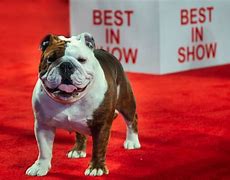 Image result for AKC Champions