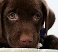 Image result for Cutest Dogs