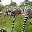 Image result for Whipsnade Zoo Soft Play