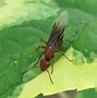 Image result for Male Flying Ants