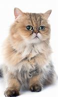 Image result for Picuters of Flat Face Cats