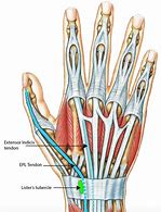 Image result for Common Extensor Tendon Anatomy