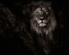 Image result for Lion HD Wallpaper in PC Desk