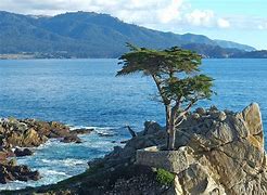 Image result for Famous Trees