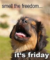 Image result for Happy Friday Cute Animals