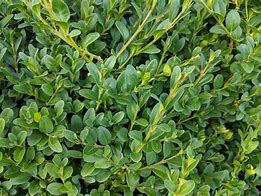 Image result for Common Boxwood Pictures