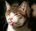 Image result for Cat Tongue Meme