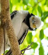 Image result for Bird Hawk Animals