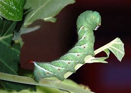 Image result for Hornworm Moth Life Cycle