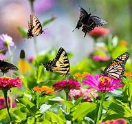 Image result for Butterflies Garden