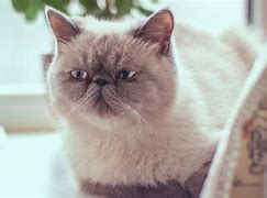 Image result for Top 10 Best Cat Breeds