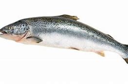 Image result for Salmon Fish Pic