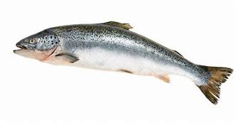 Image result for Salmon Tackle