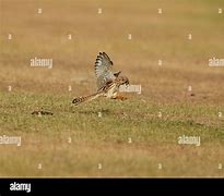 Image result for Female Kestrel Wings Top-Down View