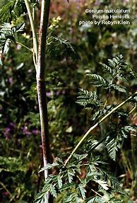 Image result for Conium Maculatum Where to Find