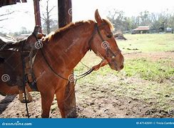 Image result for Blue Roan Horse Saddled