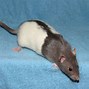 Image result for Russian Blue Rat