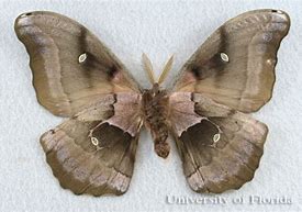 Image result for Female Polyphemus Moth