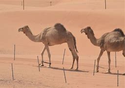 Image result for Camello Desierto