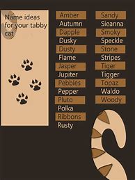 Image result for tabby cat kitten names