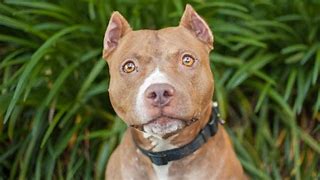 Image result for A Pit Bull