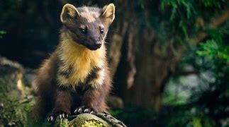 Image result for Pine Marten Weasel