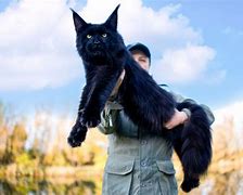 Image result for Person Holding Maine Coon Cat