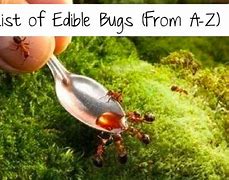 Image result for Edible Bugs Eco