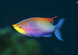 Image result for Real Fish Eye