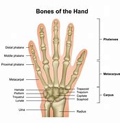 Image result for Index Finger Parts