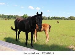 Image result for Horse Nursing