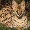 Image result for Serval Cat Lynx