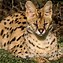 Image result for Serval Cat Meow