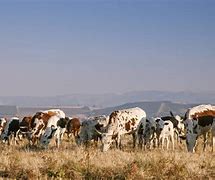 Image result for Nguni Cattle On Beach