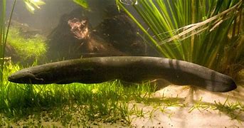 Image result for Electric Eel Eating