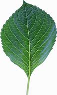 Image result for Single Leaf