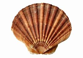 Image result for Sea Shells On Beach