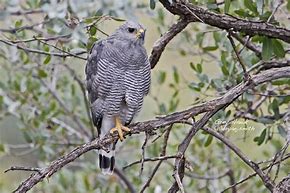 Image result for Gray Hawk Bird