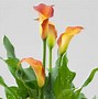 Image result for Calla Lily Flower Care