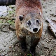 Image result for Panama Mammals