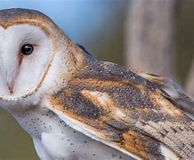 Image result for Neon Barn Owl