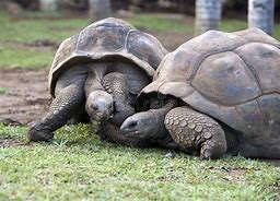 Image result for Seychelles Turtles