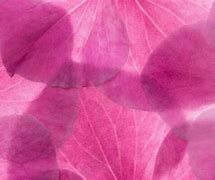 Image result for Flowerr Petal Pattern