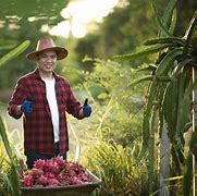 Image result for Fruit Farmer