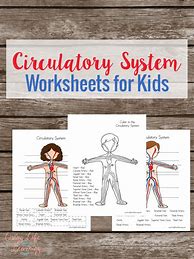 Image result for Circulatory System Grade 5