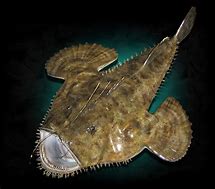 Image result for Goosefish